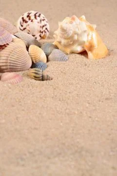 Seashells close-up in a sand Stock Photos