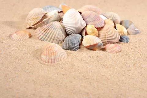 Seashells close-up in a sand Stock Photos