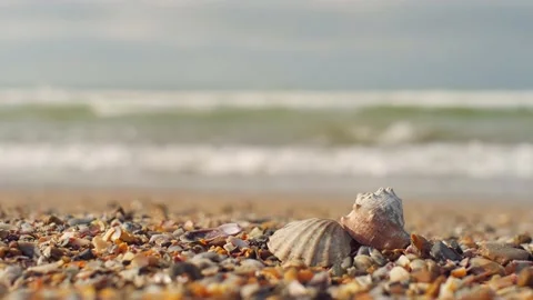 Seashells close-up on a sandy beach and sea waves rolling on the shore. Stock Footage 168165493