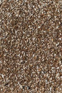 Seashells closeup background, texture Foto stock