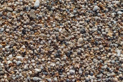 Seashells closeup background, texture Stock Photos