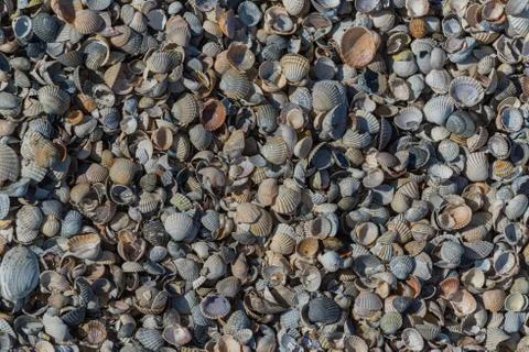 Seashells closeup background, texture Stock Photos