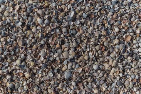 Seashells closeup background, texture Stock Photos