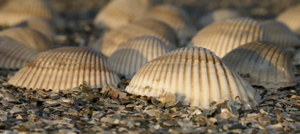 Seashells closeup Stock Photos
