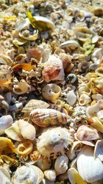 Seashells Closeup on Sandy Beach Shore at Sunrise, Nature Texture Background Stock Photos