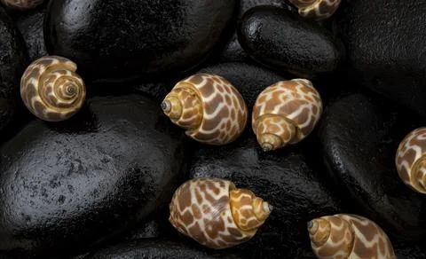 Seashells closeup view found with black stones - hidden beauty concept Stock Photos