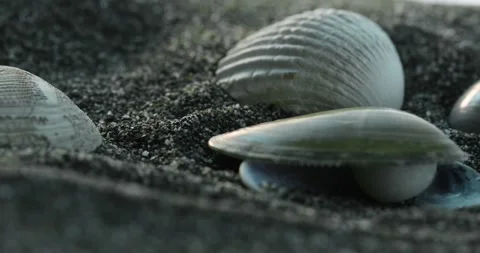 Seashells on Coastal Sands. Stock Footage 270837727