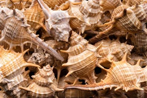 Seashells collection background Stock Photos