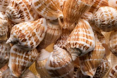 Seashells collection background Stock Photos
