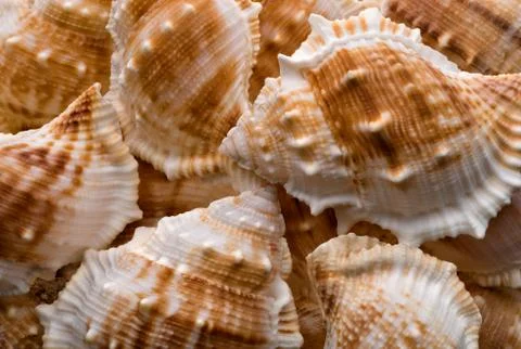 Seashells collection background Stock Photos