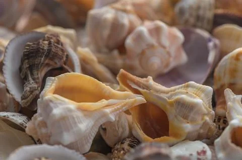 Seashells Collection Close-Up for Background Stock Photos