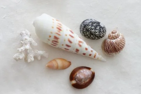 Seashells collection Stock Photos