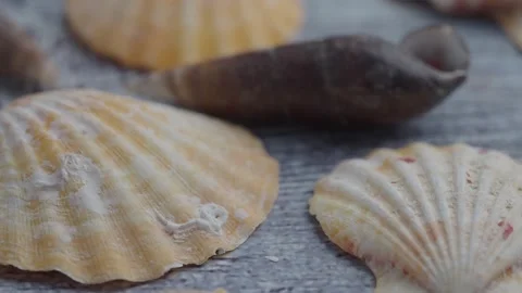 Seashells collection on rustic wooden surface close up rotating in slow mot.. Stock Footage 332263247