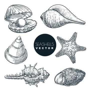 Seashells collection. Vector hand drawn sketch illustration. Summer travel de Stock Illustration
