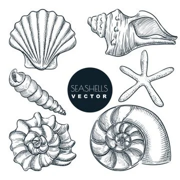 Seashells collection. Vector hand drawn sketch illustration. Summer travel de Stock Illustration