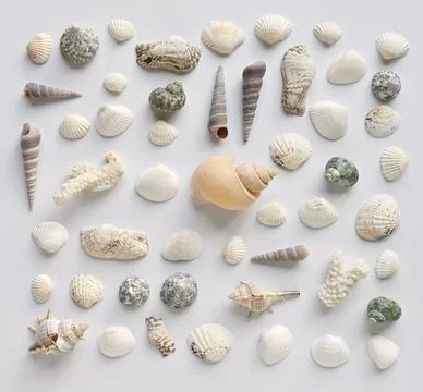 Seashells collection on a white background Stock Photos