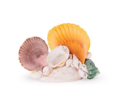 Seashells, conch on white isolated background. Design element Stock Photos