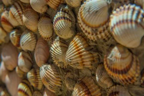 Seashells on concrete wall Stock Photos