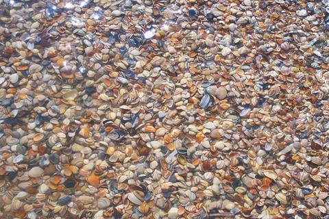 Seashells covered surface, in beach, with seashells, from a top-down perspe.. Stock Photos
