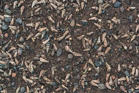 Seashells on Dark Beach Sand Stockfoto's