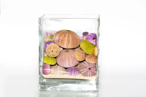 Seashells decoration on white background Stock Photos