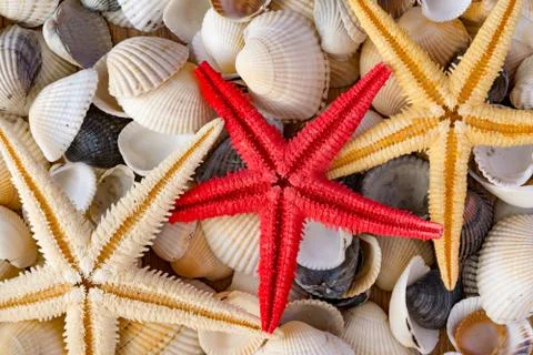 Seashells of different colors and three starfish. Sea background. Texture of  Stock Photos