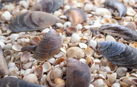 Seashells of different colors. Mollusk shells. Seashell background. Stock Photos
