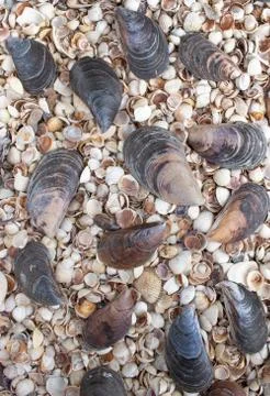 Seashells of different colors. Mollusk shells. Seashell background. Stock Photos