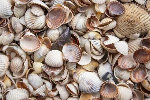 Seashells of different colors. Mollusk shells. Seashell background. Stock Photos