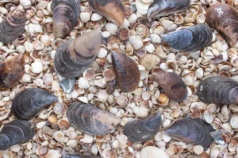Seashells of different colors. Mollusk shells. Seashell background. Stock Photos