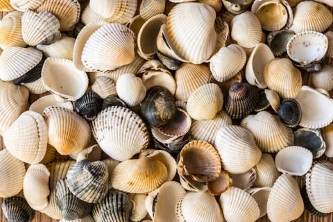 Seashells of different colors. Mollusk shells. Seashell background. Texture o Foto stock