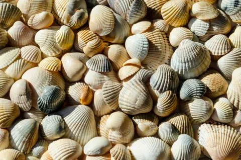 Seashells of different colors. Mollusk shells. Seashell background. Texture o Foto stock