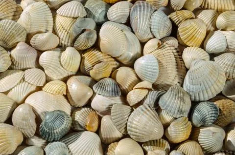 Seashells of different colors. Mollusk shells. Seashell background. Texture o Stock Photos