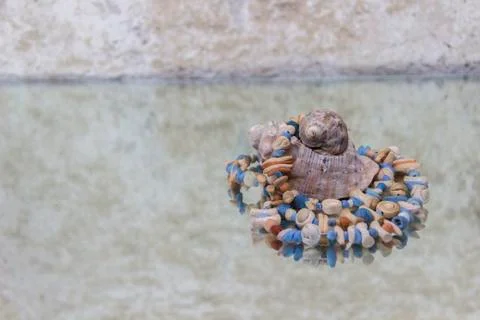 Seashells of different colors Stock Photos