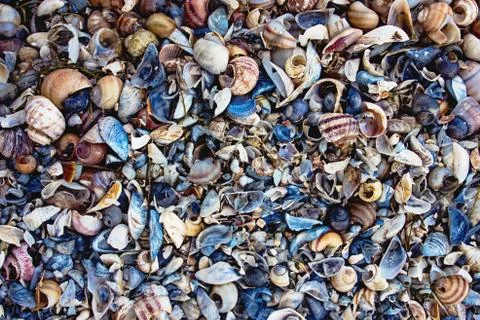 Seashells of different types and sizes on the beach Stock Photos