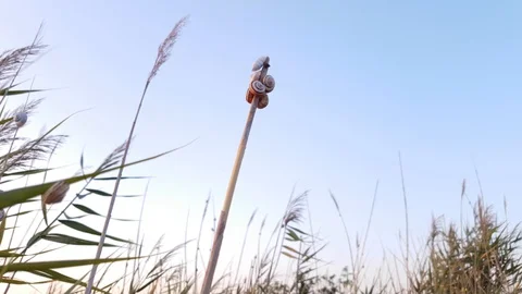 Seashells on dry plant stem Stock Footage 94122739
