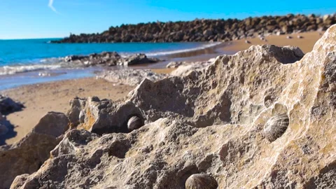 Seashells Encrusted on Coastal Rocks With Ocean Background Stock Footage 335225039