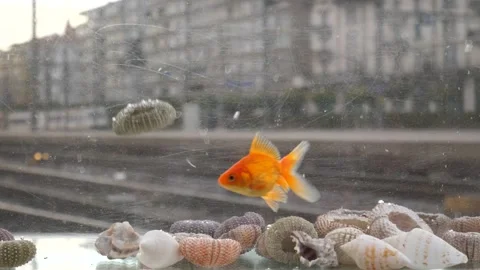 Seashells fall into a goldfish aquarium at a train station Stock Footage 295638515