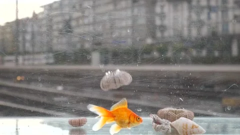 Seashells fall into a goldfish aquarium at a train station Stock Footage 295638530
