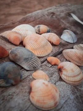 Seashells on a fallen dry tree on the beach Stock Photos