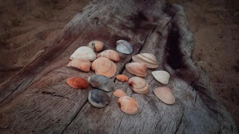 Seashells on a fallen dry tree on the beach Stock Photos
