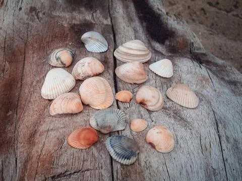 Seashells on a fallen dry tree on the beach Stock Photos