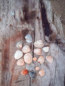 Seashells on a fallen dry tree on the beach Stock Photos