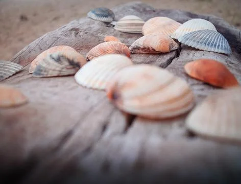 Seashells on a fallen dry tree on the beach Stock Photos