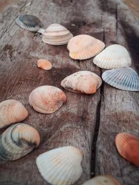 Seashells on a fallen dry tree on the beach Stock Photos