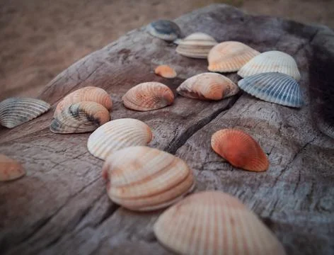 Seashells on a fallen dry tree on the beach Stock Photos