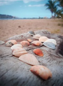 Seashells on a fallen dry tree on the beach Stock Photos