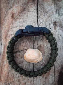 Seashells on a fallen dry tree on the beach Stock Photos