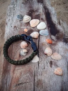 Seashells on a fallen dry tree on the beach Stock Photos