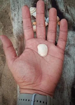 Seashells on a fallen dry tree on the beach Stock Photos